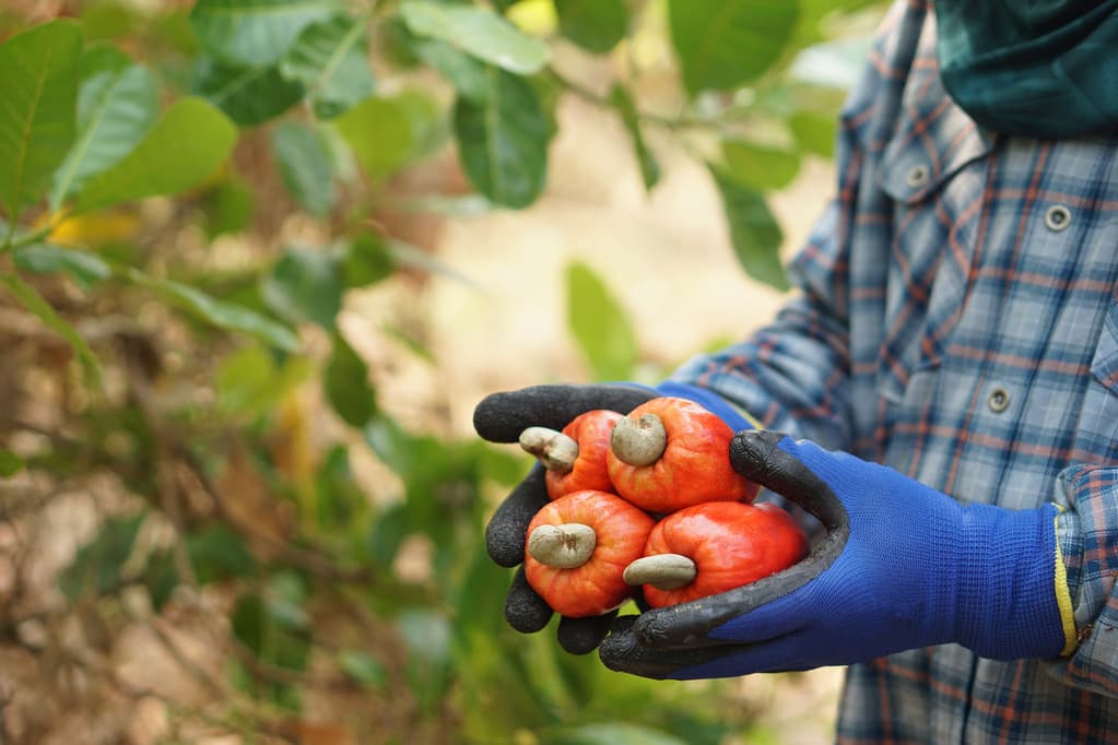 Indicadores de produção de frutas no Nordeste brasileiro