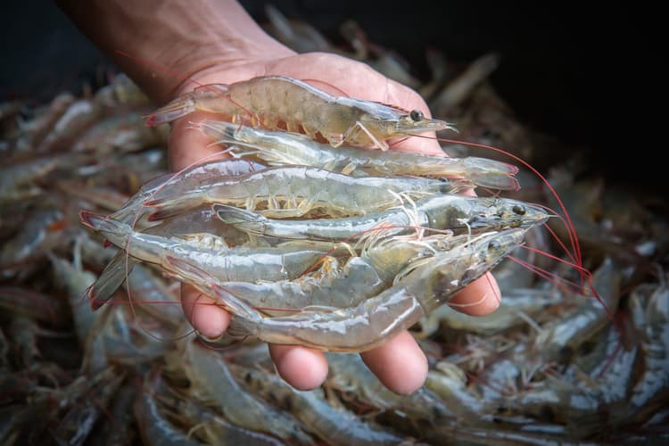 Imagem Hábitos e comportamentos do consumidor digital de camarão marinho produzido em confinamento