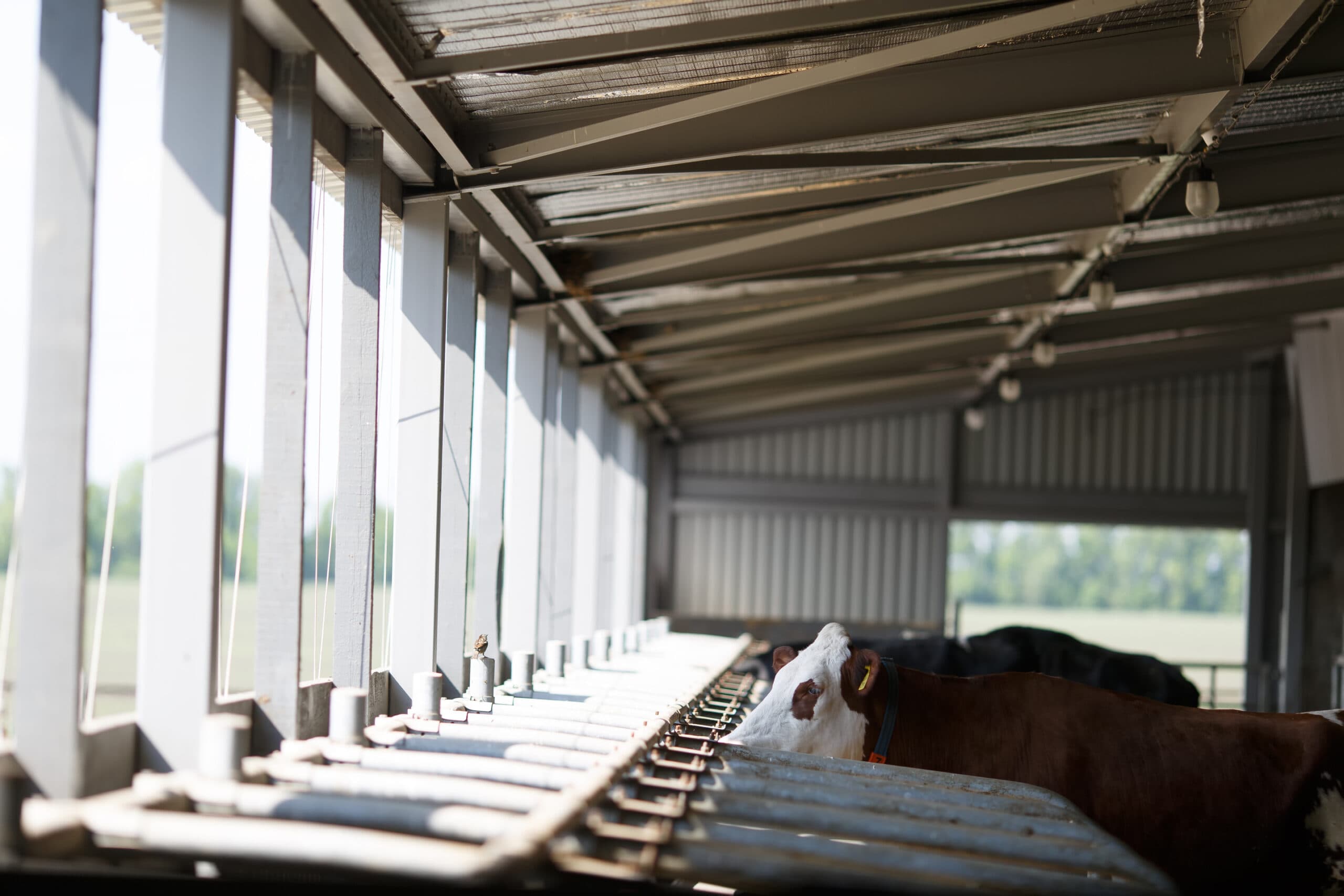 Viabilidade econômica da ampliação de um confinamento Free Stall em pecuária leiteira
