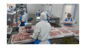Peso ótimo de abate de peixes em função do mercado, custos, rendimentos de produção e do processamento – o caso da tilápia
